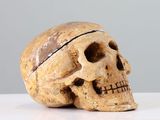 a skull with a bandage on its head sitting on a table