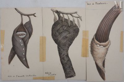 Aquarelle ornithologique de Louis Delapchier, 1959 - Photo 1