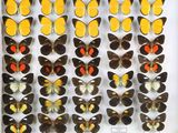 un gros plan sur une exposition de papillons dans une vitrine en verre