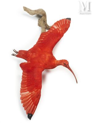 a bird that is flying in the air with it ' s wings spread