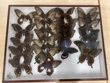 a lot of butterflies that are on display in a glass case