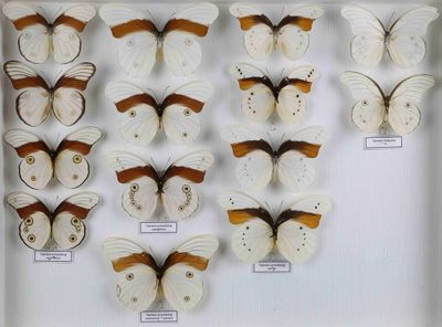 de nombreux types de papillons différents présentés dans une vitrine