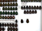 a lot of beetles that are on display in a case