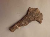 a bone that has been found on a table