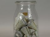 a glass jar filled with sea shells on a table