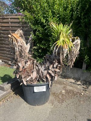 une plante en pot au milieu d'une allée