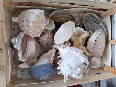 Cagette de coquillages et coffret en miroir et coquillages.