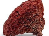 a close up of a piece of red coral on a white surface