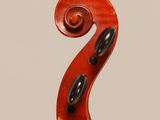 a close up of the back of a violin