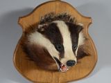 a picture of a badger head mounted on a wooden plaque