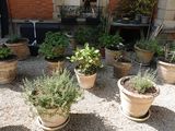 de nombreuses plantes en pot posées sur le gravier