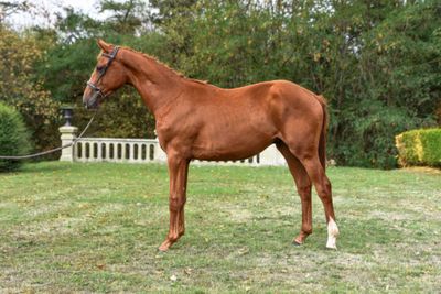 a brown horse that is standing in the grass