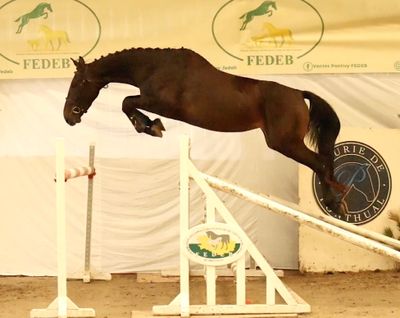 a horse that is jumping over a jump in the air