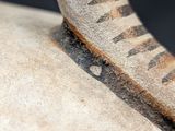 a close up of a piece of animal skin on a rock