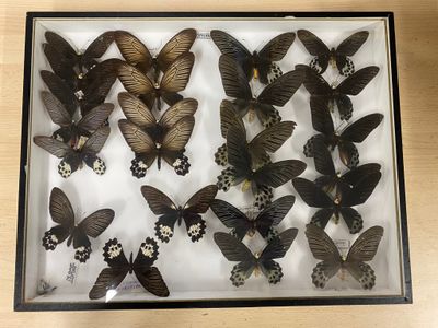 a lot of butterflies that are in a glass case