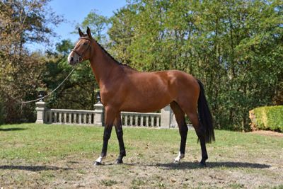 a brown horse that is standing in the grass