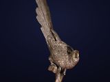 a bronze sculpture of a bird on a branch