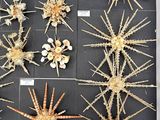 many different types of sea urchins displayed in a display case