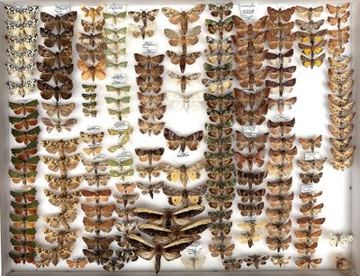 a lot of butterflies that are on display in a box