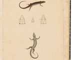 an old book with drawings of lizards and other animals on it