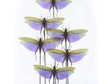 purple and green dragonflies under a glass dome on a wooden base