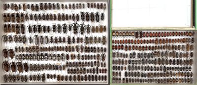 many different types of beetles displayed in a display case