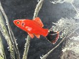 a painting of a red fish that is in the water