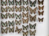 de nombreux papillons exposés dans une boîte blanche