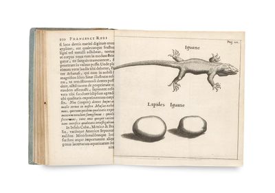 un livre ouvert sur lequel est dessiné un lézard
