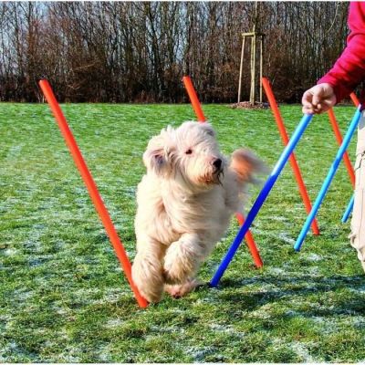 a small white dog running through a field with orange and blue poles