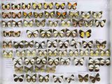 de nombreux types de papillons exposés dans un cadre blanc