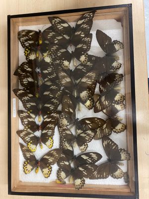 a picture of a display of butterflies in a wooden frame