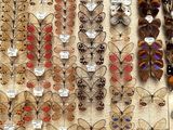 many different types of butterflies on display in a display case