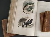 two books that are sitting on a table with a lizard