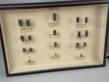 a picture of a display of bugs in a shadow box