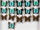 de nombreux papillons exposés dans une boîte