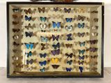 une vitrine contenant des papillons, posée au sol