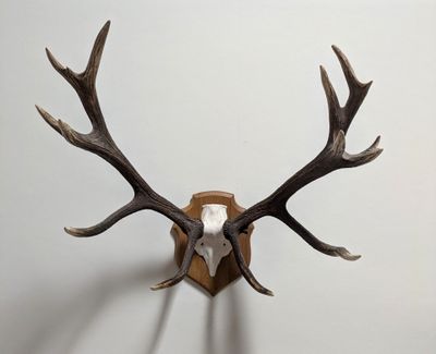 une tête de cerf empaillée accrochée au mur, avec ses bois