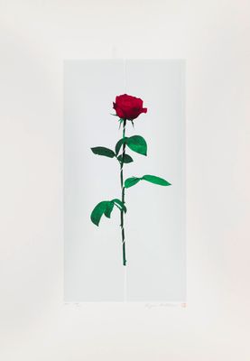 an image of a single red rose on a white background