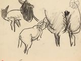 sketches of sheep and a goat in a pen and ink drawing