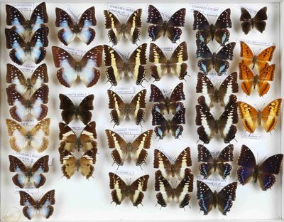 de nombreux types de papillons exposés dans un cadre blanc
