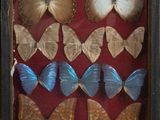 many butterflies in a shadow box on a table