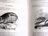 un livre ouvert sur lequel figure l'image d'un écureuil