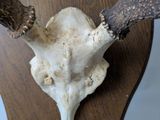 a deer ' s skull mounted on a wooden plaque