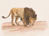 tableau représentant un lion debout dans le sable, la tête baissée