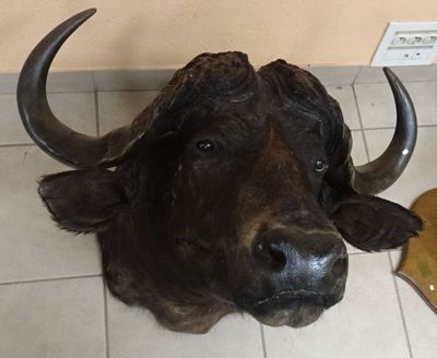 une fausse tête de bison accrochée au mur d'une salle de bains