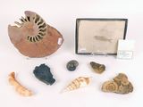 une petite boîte contenant des coquillages et d'autres objets, posée sur une surface blanche