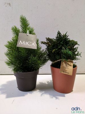 deux plantes en pot placées l'une à côté de l'autre