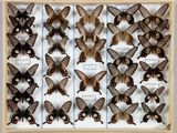 de nombreux papillons exposés dans une vitrine