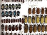 a lot of bugs that are on the wall